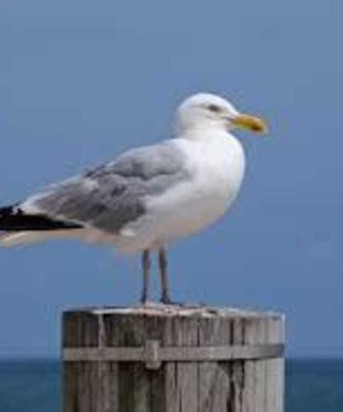 A Seagull